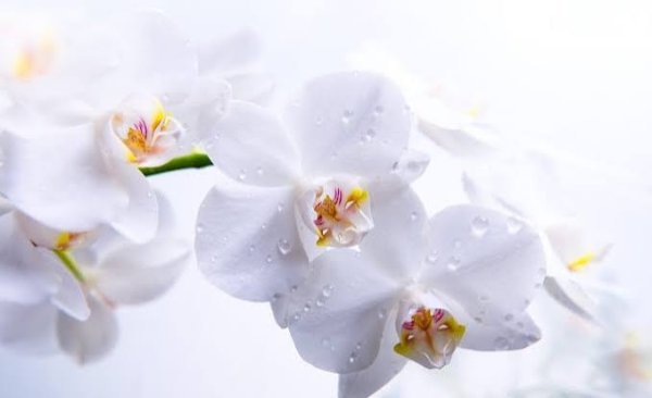  عکس گل ارکیده سفید برای پس زمینه