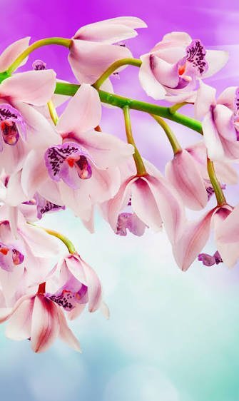  عکس گل ارکیده سفید برای پس زمینه