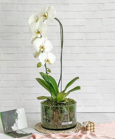  عکس گل ارکیده سفید برای پس زمینه