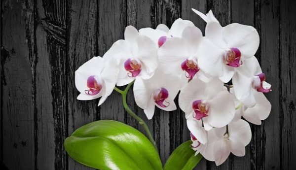  عکس گل ارکیده سفید برای پس زمینه