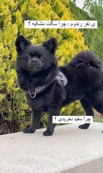  عکس سگ سیاه بامزه