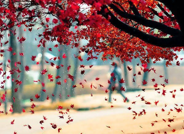  عکس آبشار و برگ های پاییزی با کیفیت HD