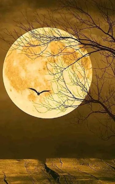  عکس ماه کیوت