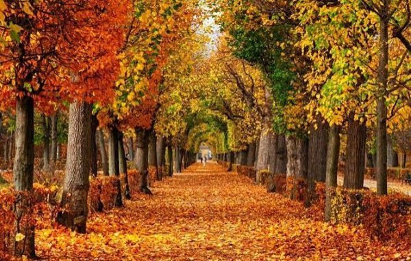  عکس طبیعت پاییزی با رنگ‌های گرم و کیفیت بالا