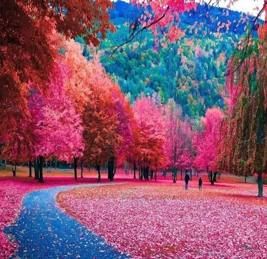  عکس طبیعت پاییزی با رنگ‌های گرم و کیفیت بالا