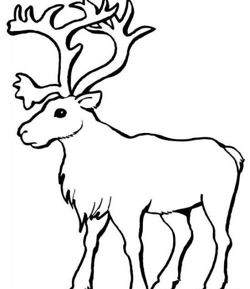  عکس گوزن نقاشی