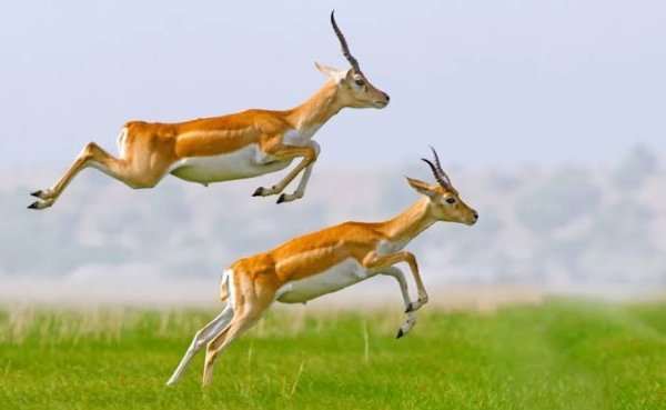  عکس آهو برای پروفایل