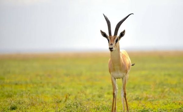  عکس آهو برای پروفایل