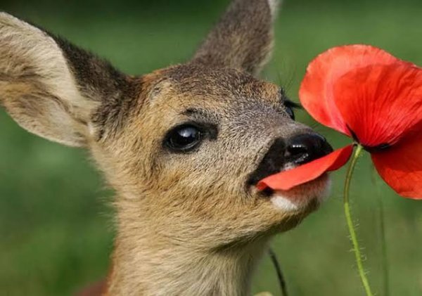  عکس آهو برای پروفایل