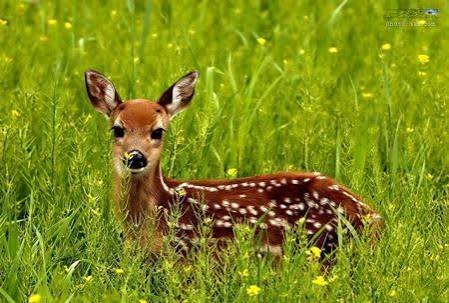  عکس آهو برای پروفایل
