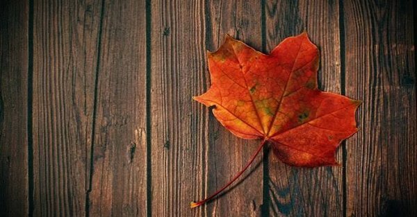  تصویر هنری برگ های پاییزی با کیفیت بالا