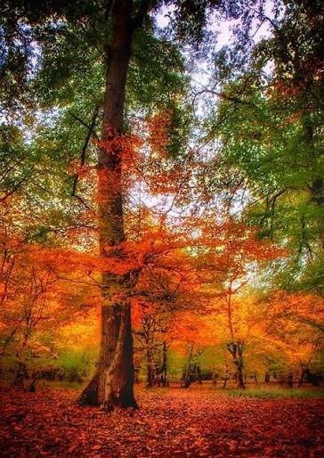  تصویر هنری برگ های پاییزی با کیفیت بالا