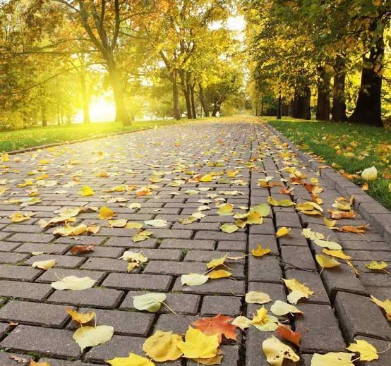  تصویر هنری برگ های پاییزی با کیفیت بالا