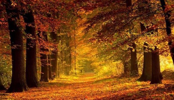 تصویر هنری برگ های پاییزی با کیفیت بالا