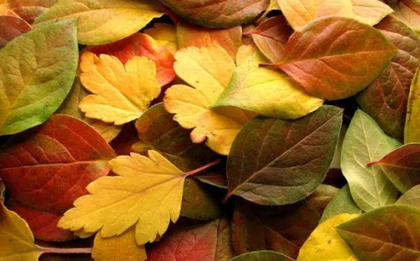  تصویر هنری برگ های پاییزی با کیفیت بالا