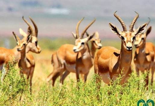  عکس آهو در طبیعت