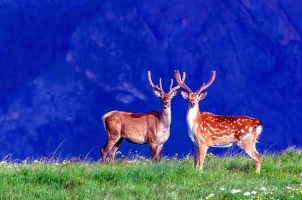  عکس آهو در طبیعت