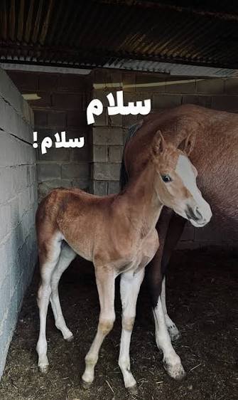  عکس کره اسب بامزه
