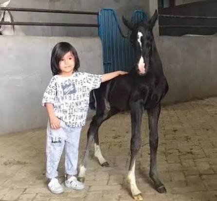  عکس کره اسب بامزه
